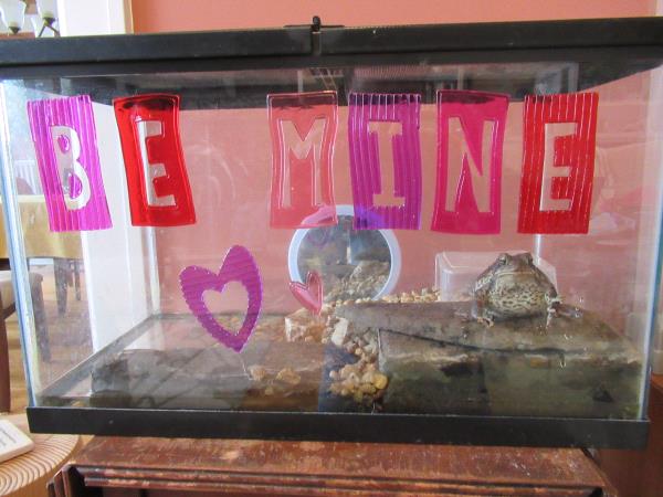 /images/uploads/griffin pond animal shelter/loveyourpet2018/entries/6574thumb.jpg